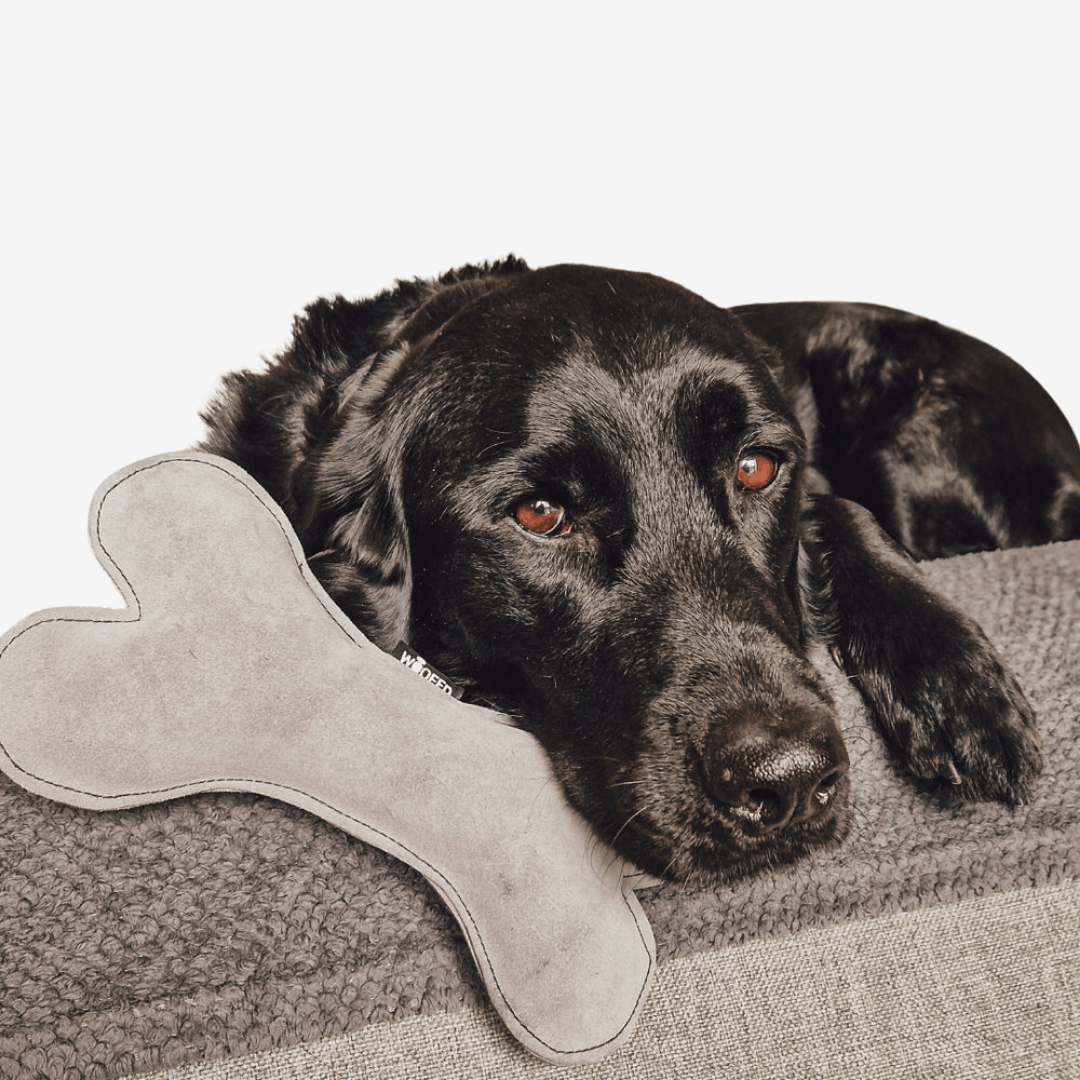 Rindsleder-Knochen - WOOFED.