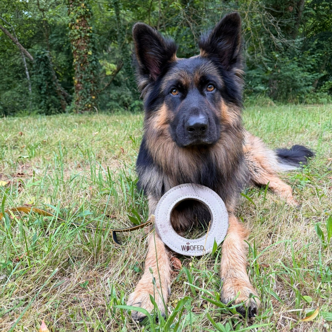 Schäferhund mit natürlichem Hundespielzeug als Ring in grau