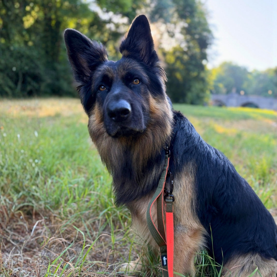 Schaferhund auf grüner Wiese mit verstellbarer Hundeleine mit Sicherheitskarabiner in Oliv Orange
