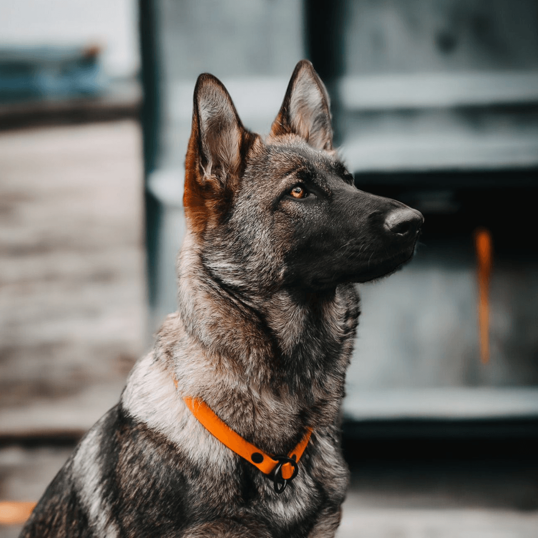 Biothane Halsband Zugstopp - WOOFED.