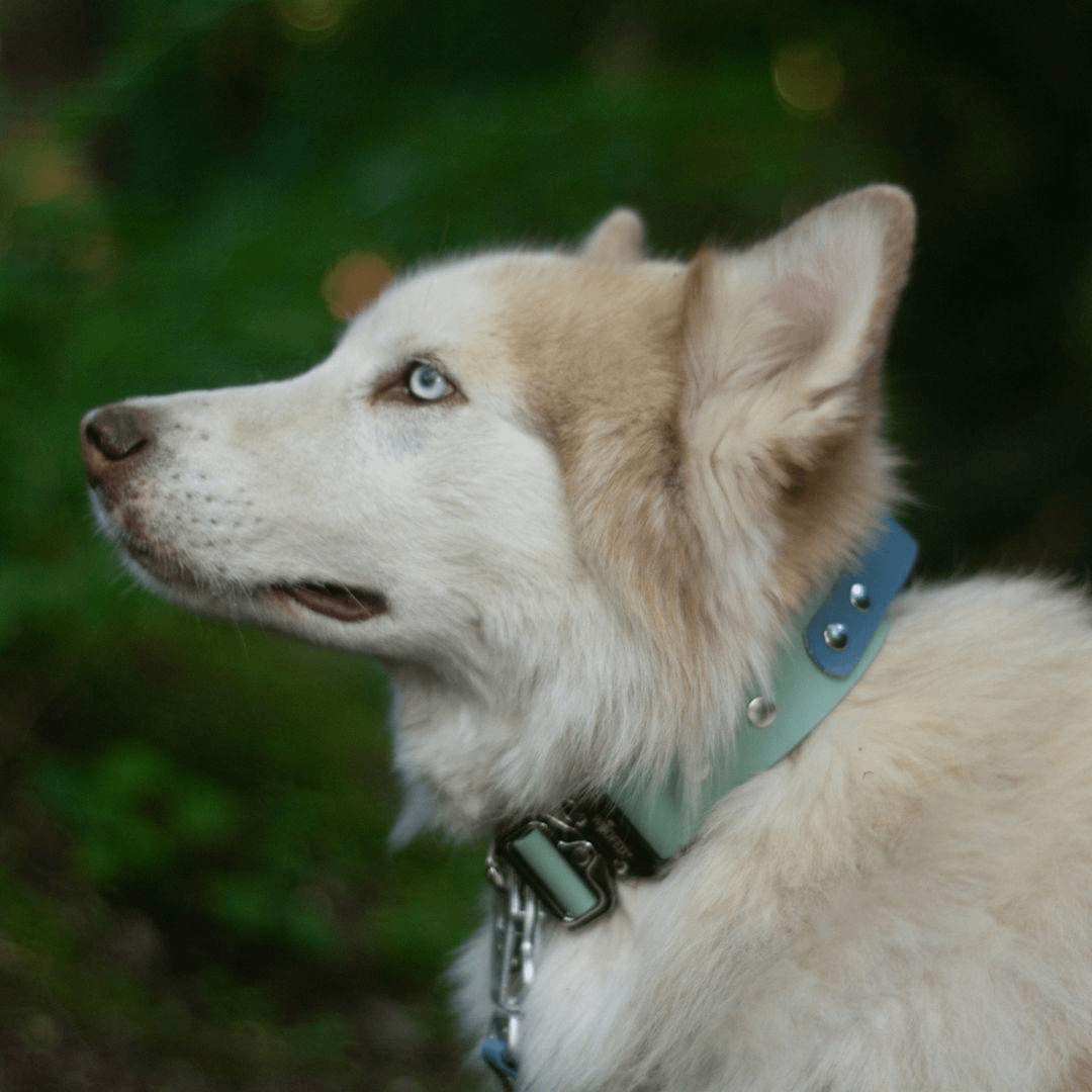 Biothane Tactical Halsband mit Griff - WOOFED.