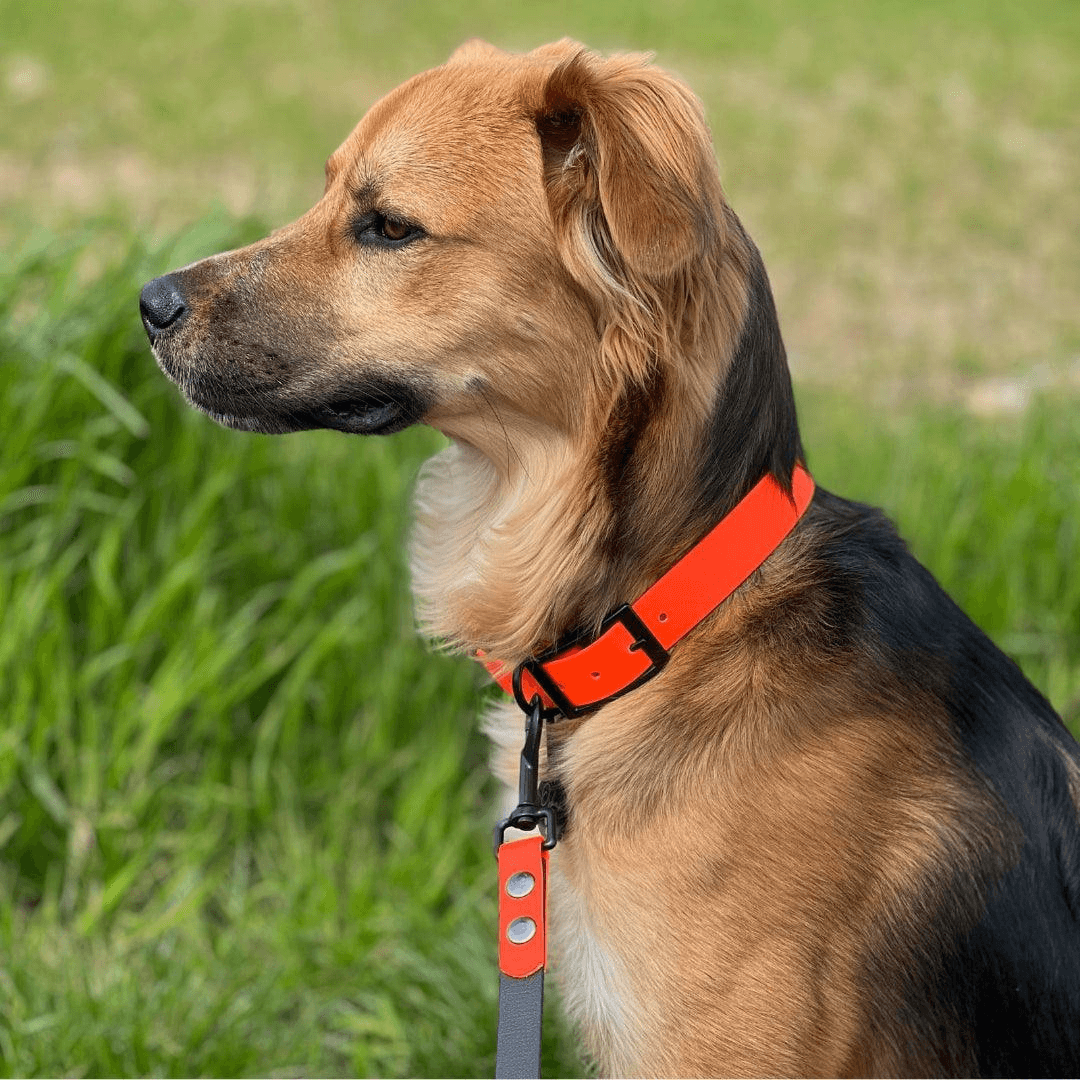 Biothane Halsband verstellbar - WOOFED.