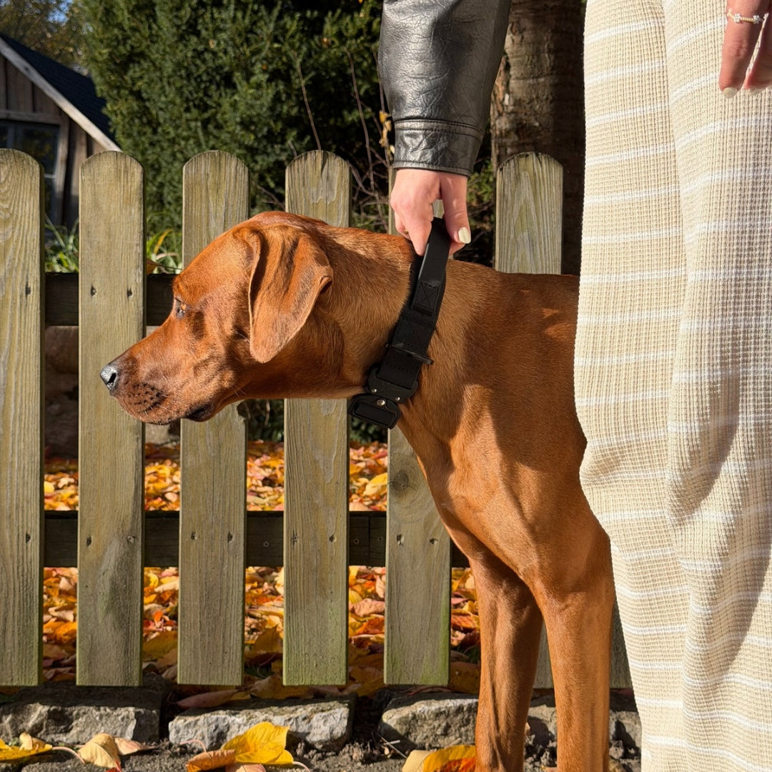 Ridgeback mit taktischem Hundehalsband und Frau mit Griff im Halsband - für mehr Kontrolle und Sicherheit.