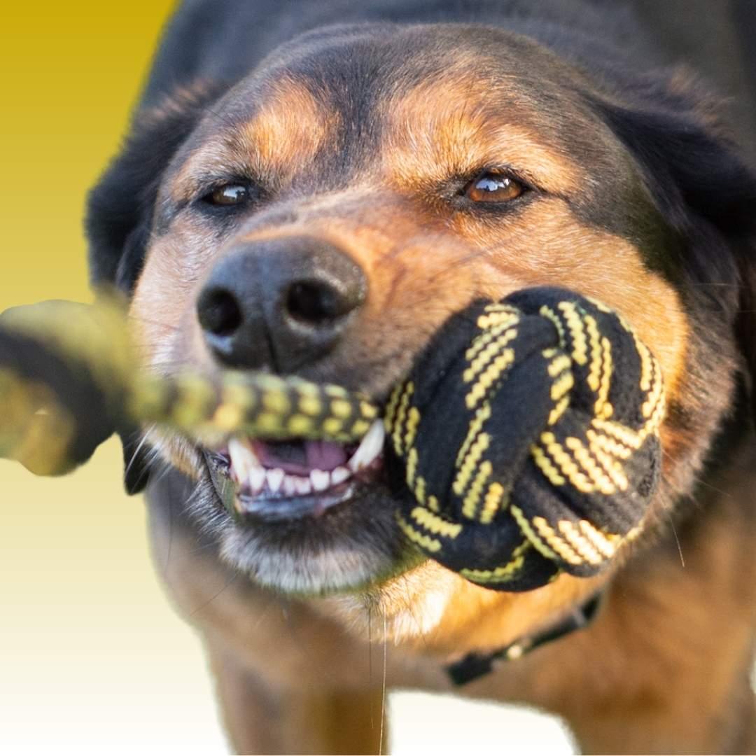 Tauspielzeug als Zerrspielzeug