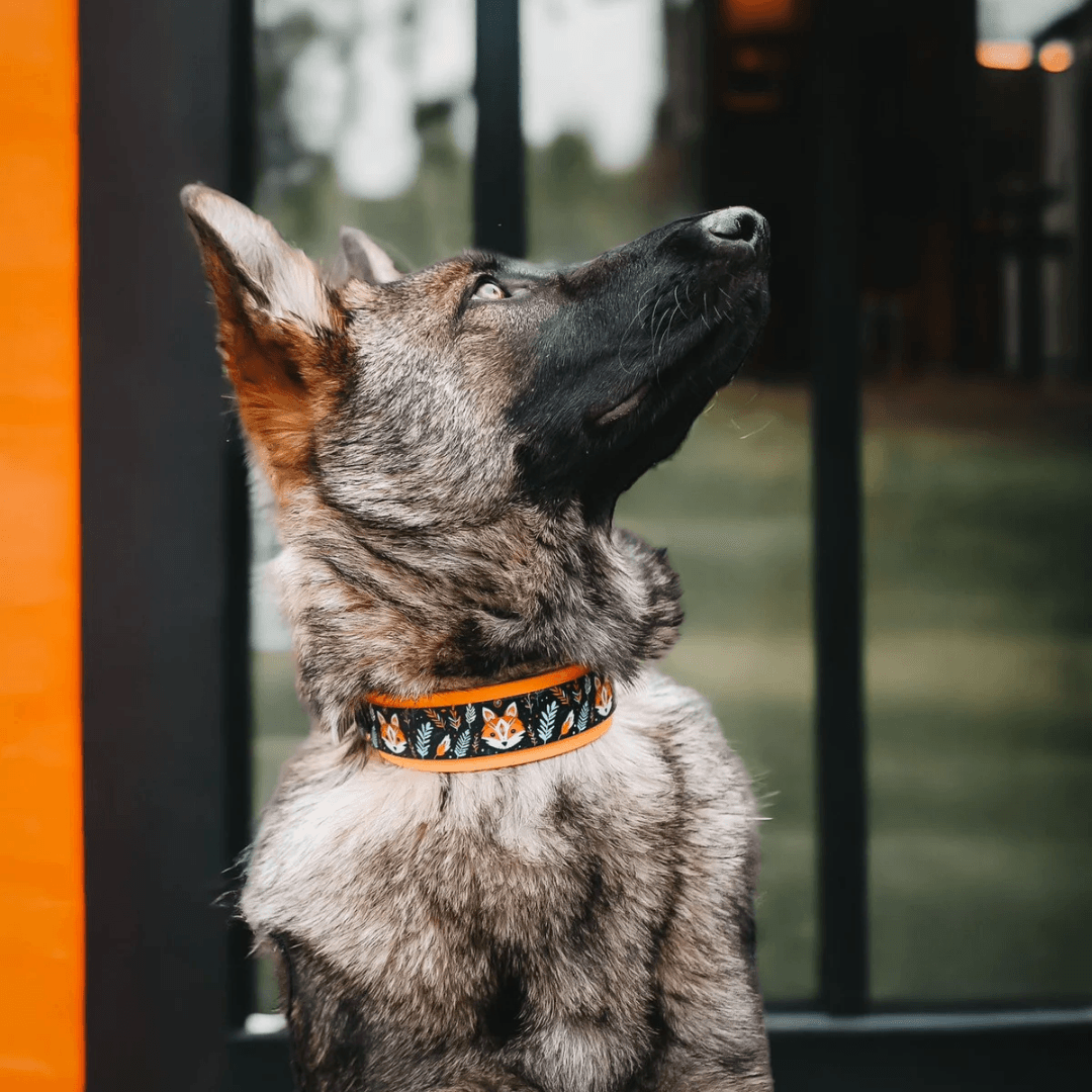 UV Biothane Halsband-Leinen-Set Boho Fox - WOOFED.