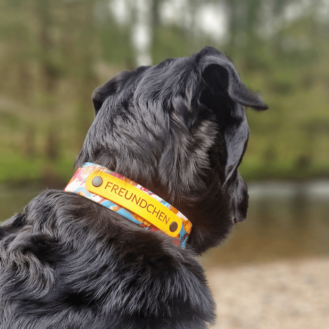 UV Biothane Halsband-Leinen-Set Color Spots - WOOFED.