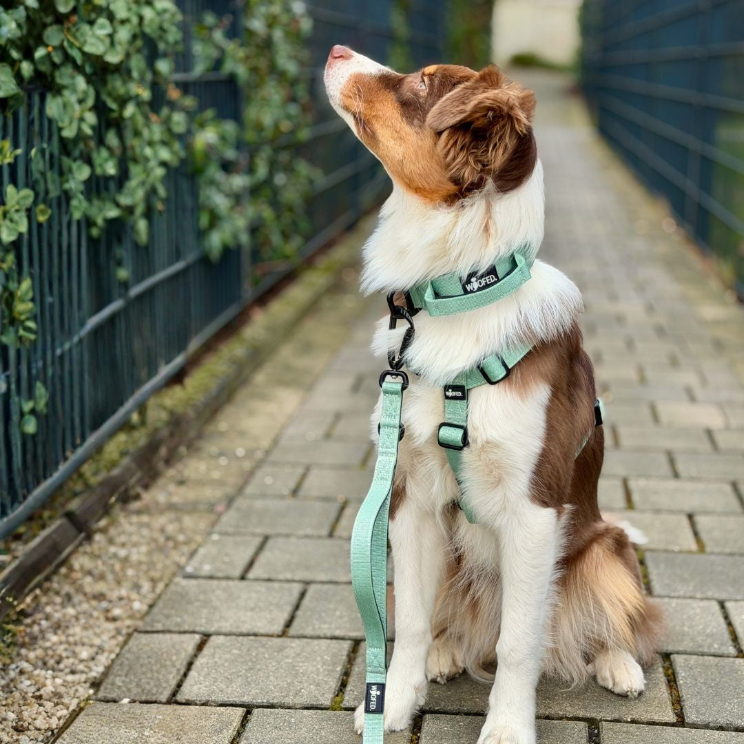 Nylon Pro Führleine Sage Green