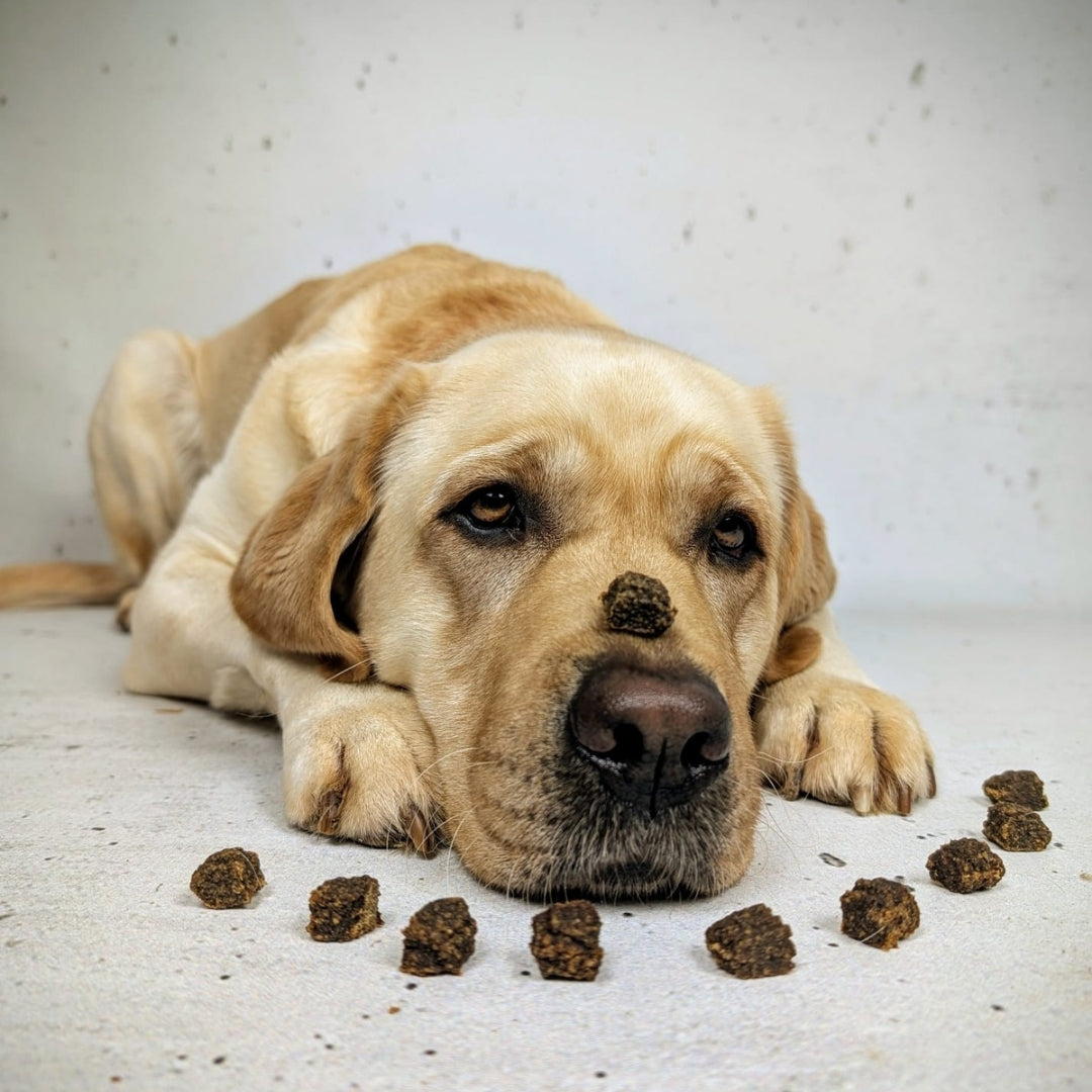 Lammfleisch Würfel PUR