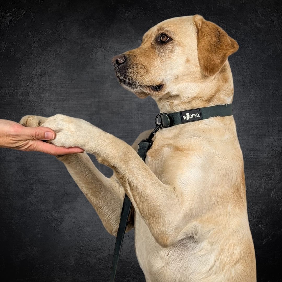 Halsband WOOFLEX® Classic verstellbar Hunting Green