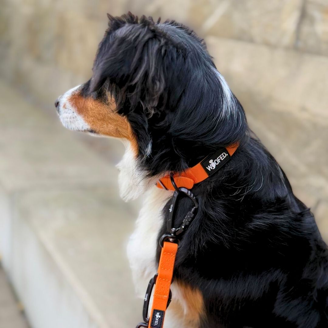 Führleine WOOFLEX® Pro verstellbar Sunset Orange