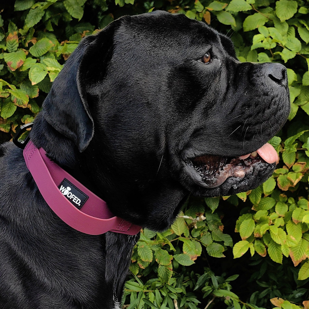 Halsband WOOFLEX® Tactical verstellbar mit Griff Burgundy