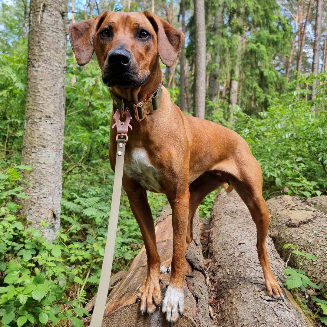 Biothane Tactical Führleine mit Handschlaufe 19mm - WOOFED.
