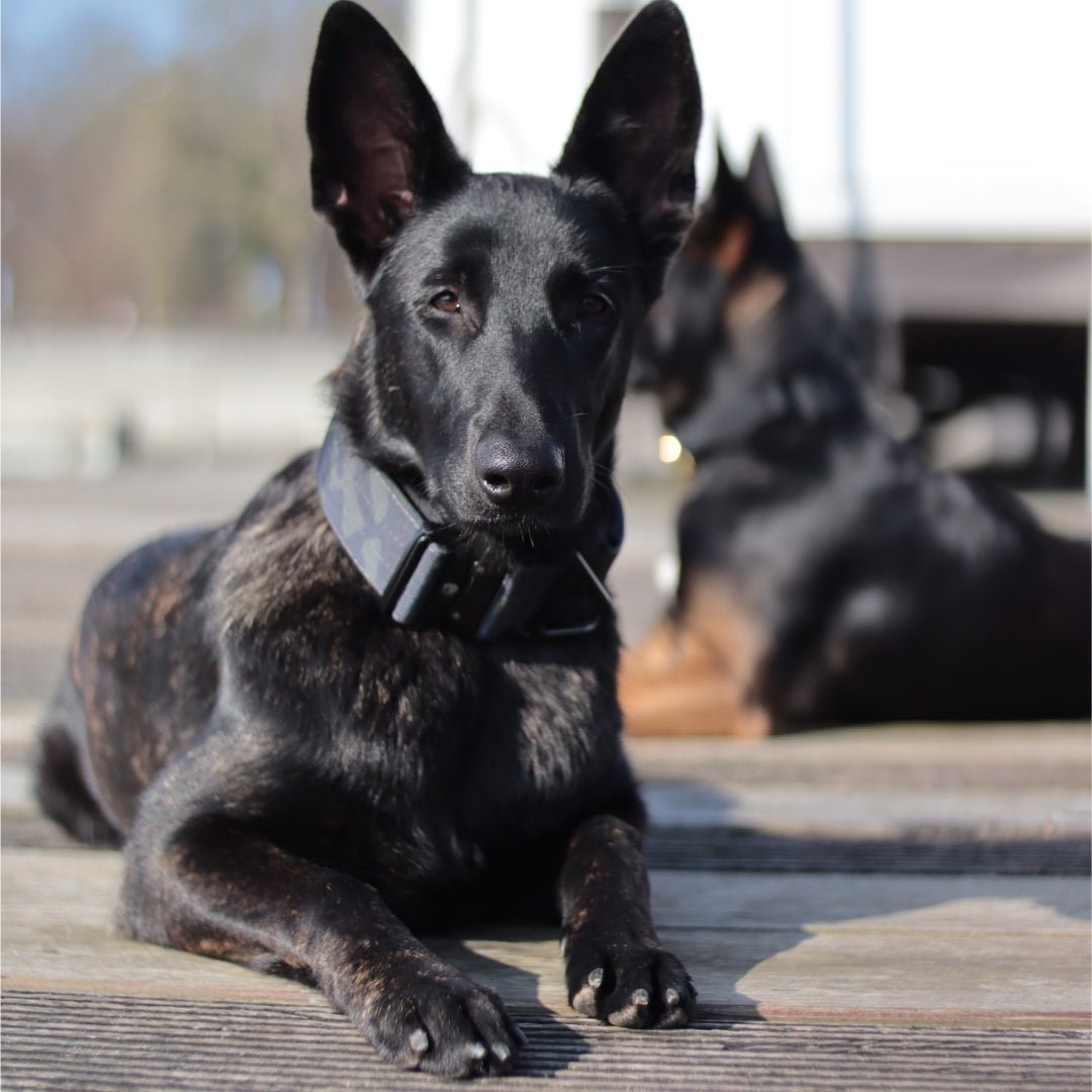 Frontale Nahaufnahme eines liegenden schwarzen Hundes mit breitem Black‑Camo Nylon‑Halsband und sichtbarem Sicherheitsverschl