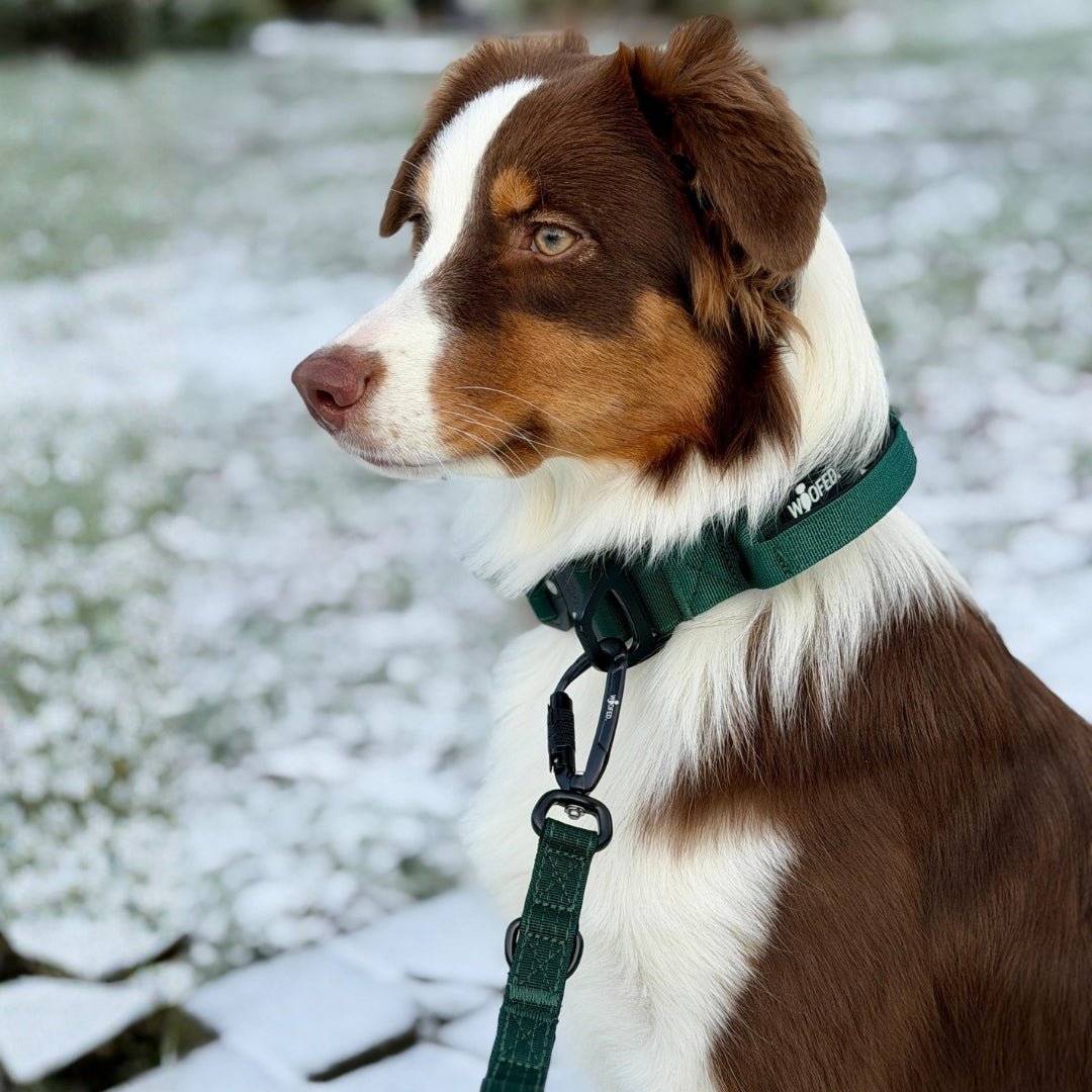 Braun-weißer Hund im Profil mit dunkelgrüner Nylon-Führleine und schwarzem Karabiner auf verschneiter Wiese
