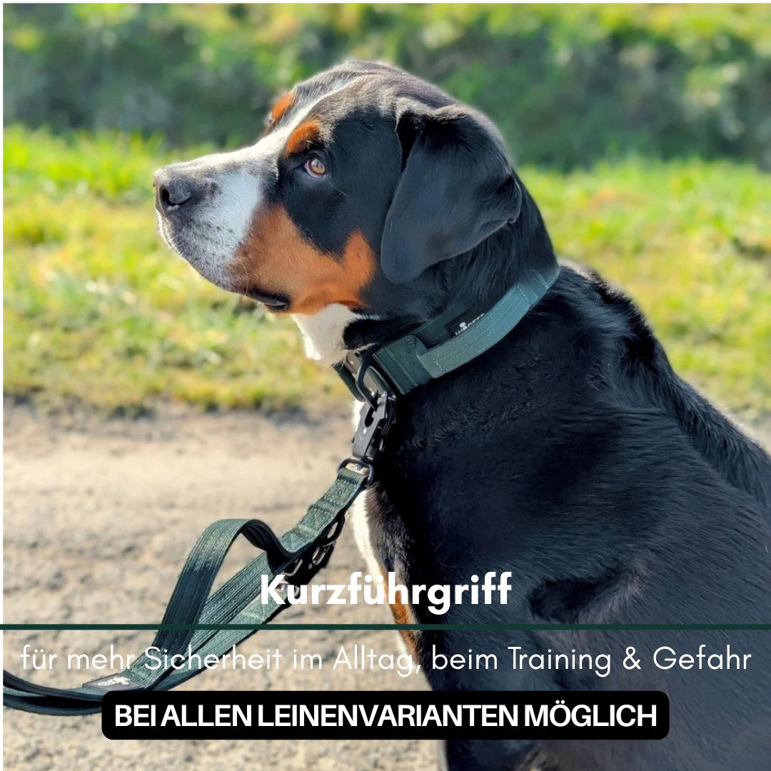 Seitliche Ansicht eines Hundes mit dunkelgrünem Nylon-Halsband und passender Leine mit Kurzführgriff, im Freien