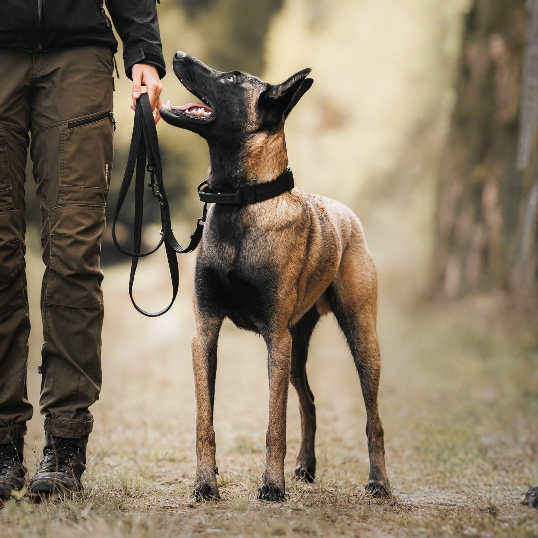 Belgischer Malinois seitlich mit breitem schwarzen Nylon-Halsband mit Griff und Leine auf Waldweg