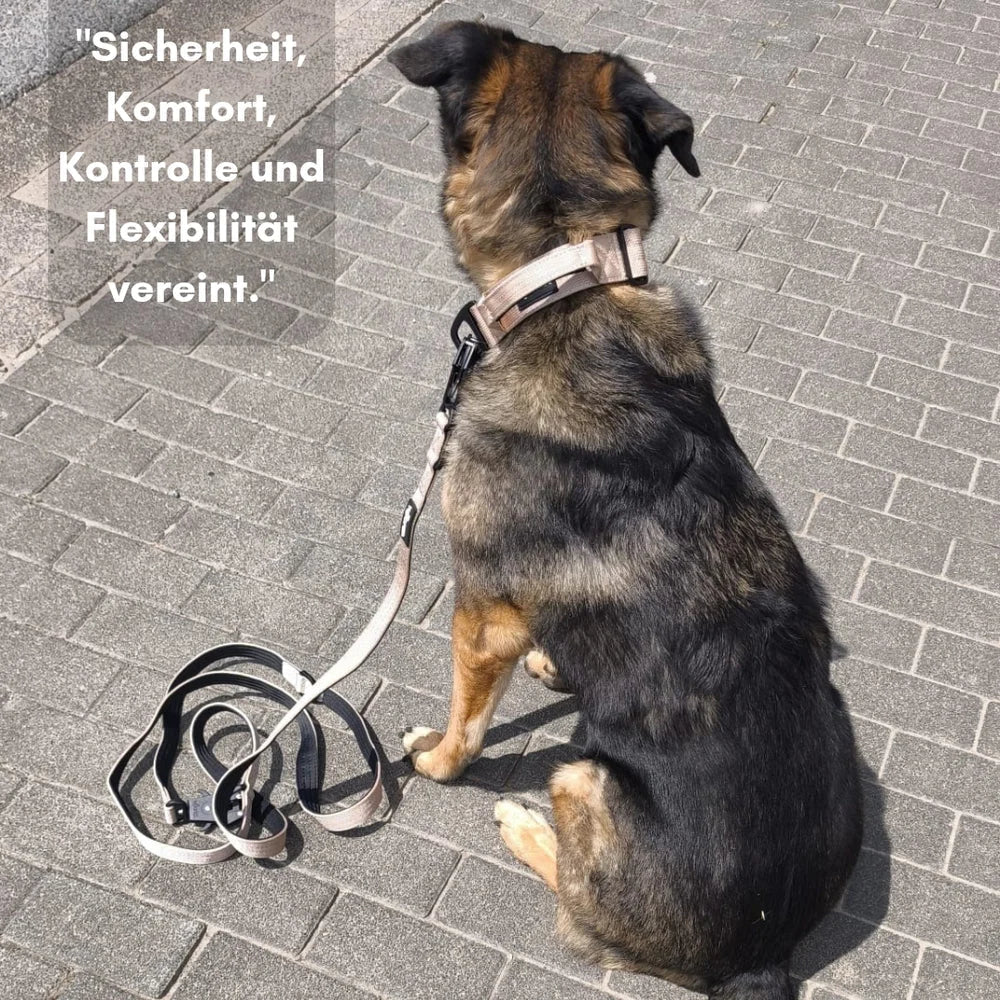 Hund von hinten auf Pflaster, trägt Desert-Tan Halsband und beige-schwarze Leine, die neben ihm liegt.