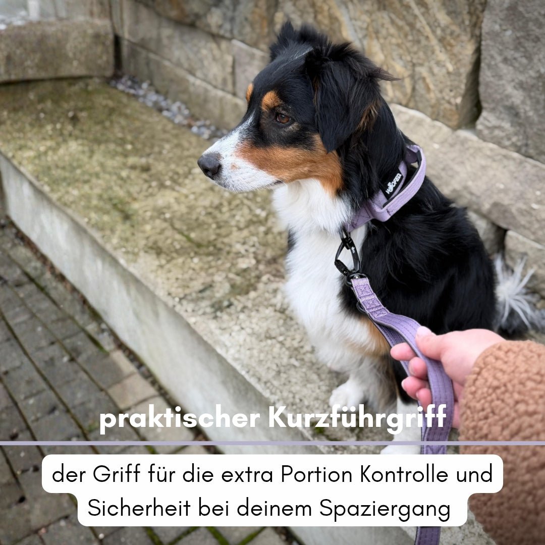 Seitenansicht eines Hundes mit fliederfarbenem Halsband und passender Leine; Kurzführgriff wird von Hand gehalten