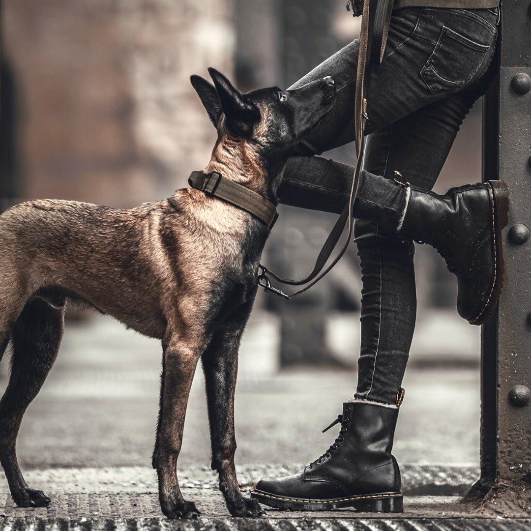 Seitenansicht eines Hundes mit olivgrünem Nylon-Halsband und Leine neben Person in schwarzen Jeans und Boots