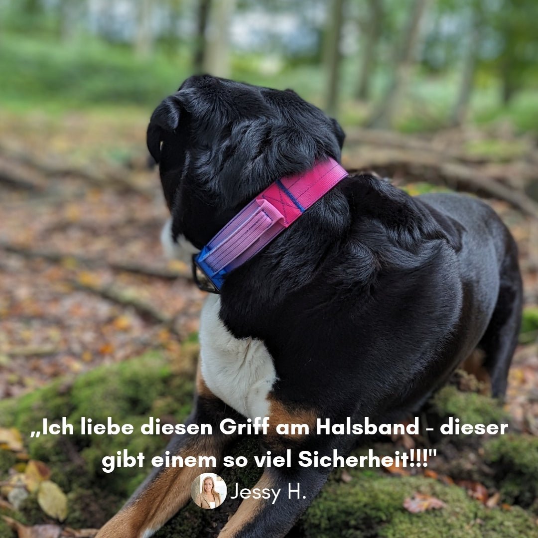 Schwarzer Hund, Rückansicht, trägt pink-blau verlaufendes, gepolstertes Nylon-Tactical-Halsband mit Griff; Waldboden im HG