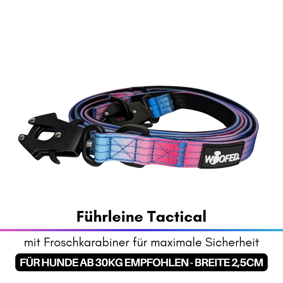 aufgerollte Hundeleine in pink-blauem Farbverlauf mit schwarzem Froschkarabiner und WOOFED-Logo