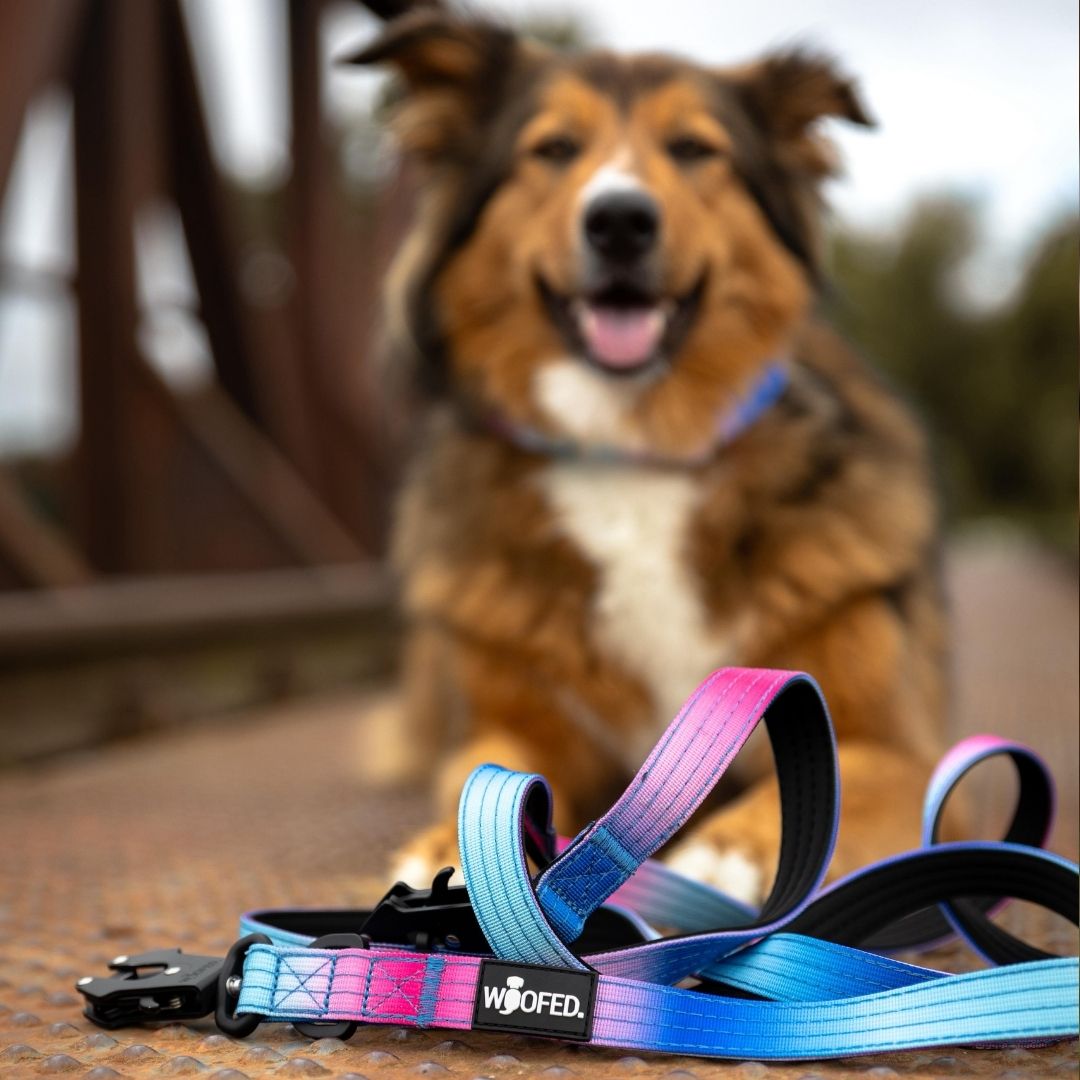 Pink-blaues Nylon-Halsband- und Leinen-Set mit schwarzer Schnalle und WOOFED-Label, Nahaufnahme vor unscharfem Hund