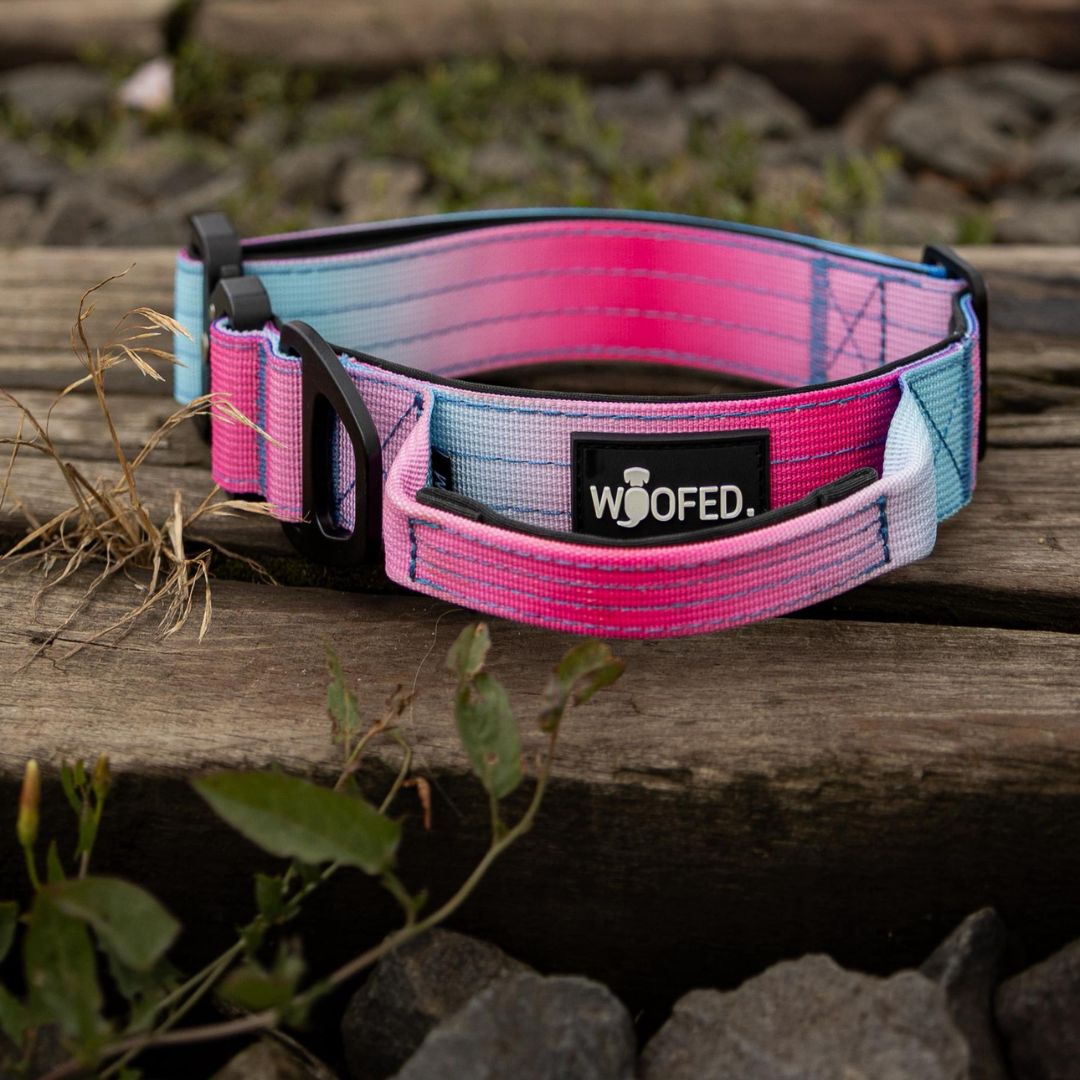 Taktisches Nylon-Halsband im pink-blauen Farbverlauf, schwarze Schnallen und WOOFED-Logo, flach auf Holz liegend