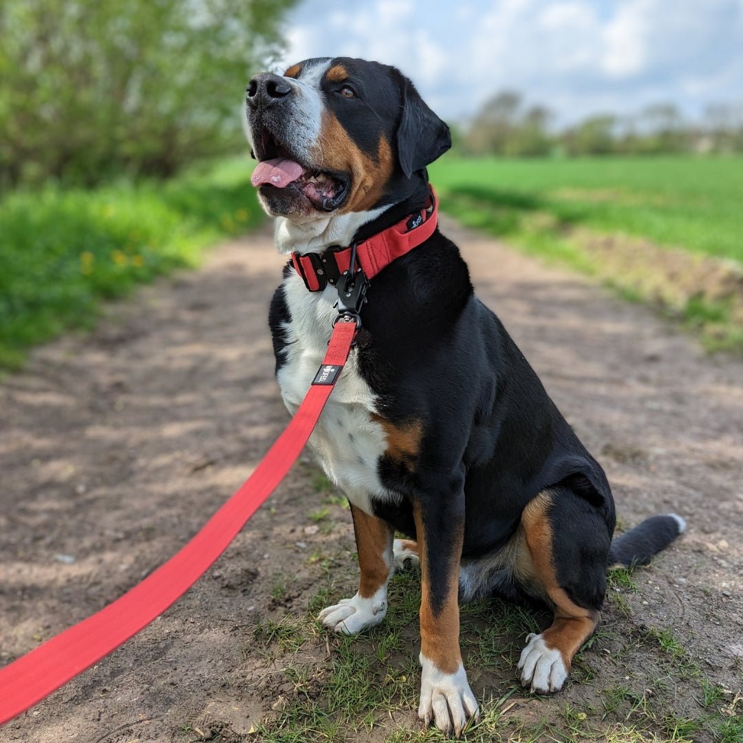 Großer Hund auf Feldweg, rotes gepolstertes Halsband mit schwarzem Metallverschluss und passende rote Leine, leicht seitliche