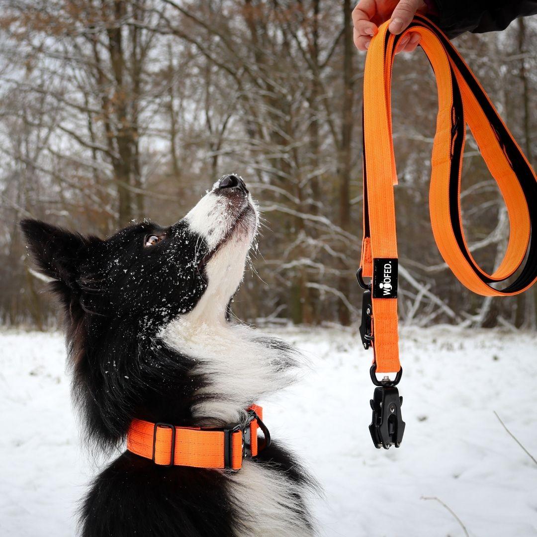 Schwarz-weißer Hund im Profil mit neon-orange Halsband; Hand hält passendes orangees Leinenende mit schwarzem Karabiner