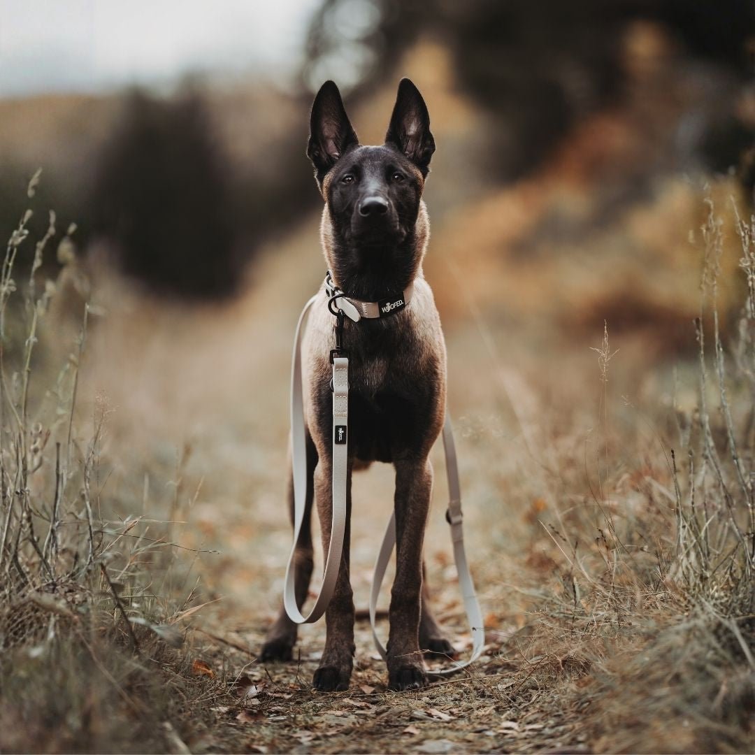 Frontaler Blick auf einen stehenden Hund auf herbstlichem Pfad mit sandfarbener, verstellbarer WOOFLEX-Führleine und passbare
