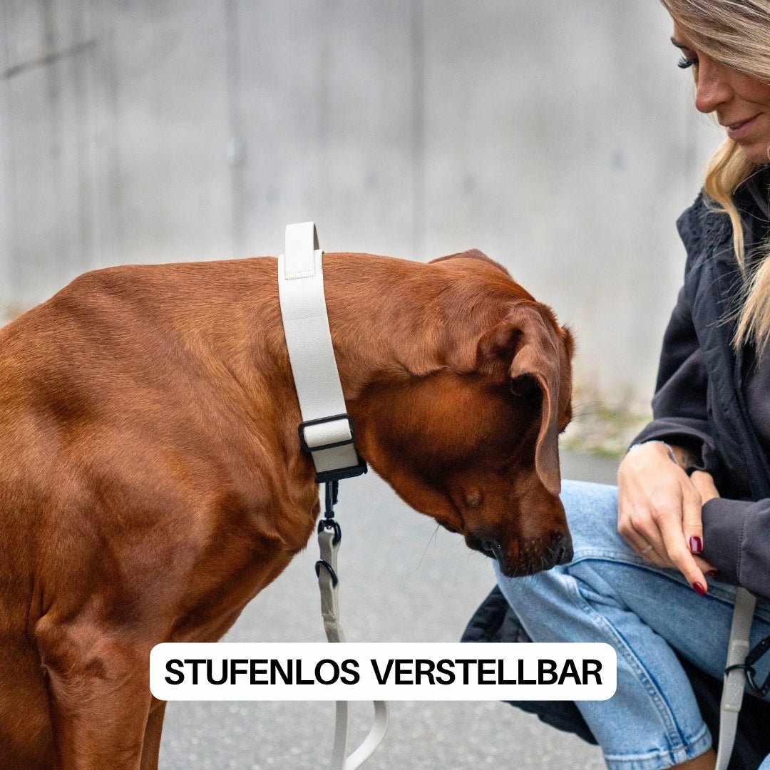 Seitenansicht: brauner Hund trägt verstellbares WOOFLEX Desert Sand Halsband mit schwarzem Verschluss und Leine