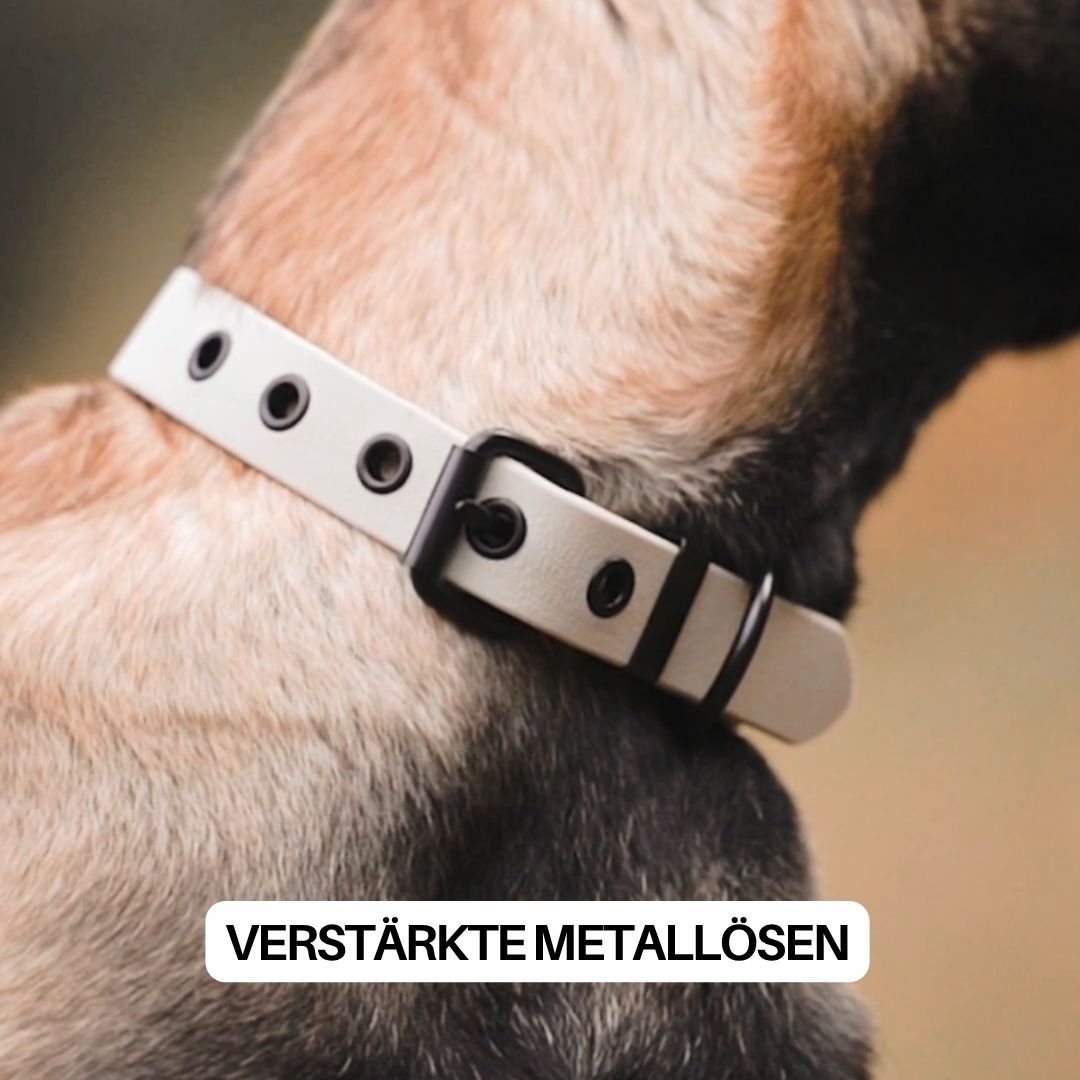 Seitliche Nahaufnahme: sandfarbenes Hundehalsband mit schwarzer Schnalle und schwarzen Ösen am Hundehals