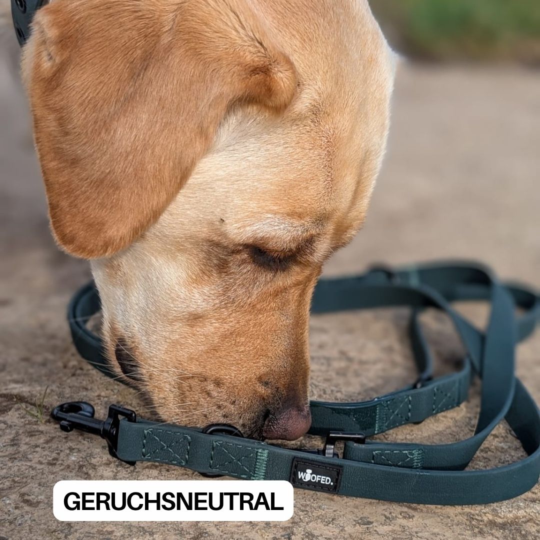 Hund schnüffelt an dunkelgrüner verstellbarer WOOFLEX-Führleine (Hunting Green) mit schwarzem Karabiner