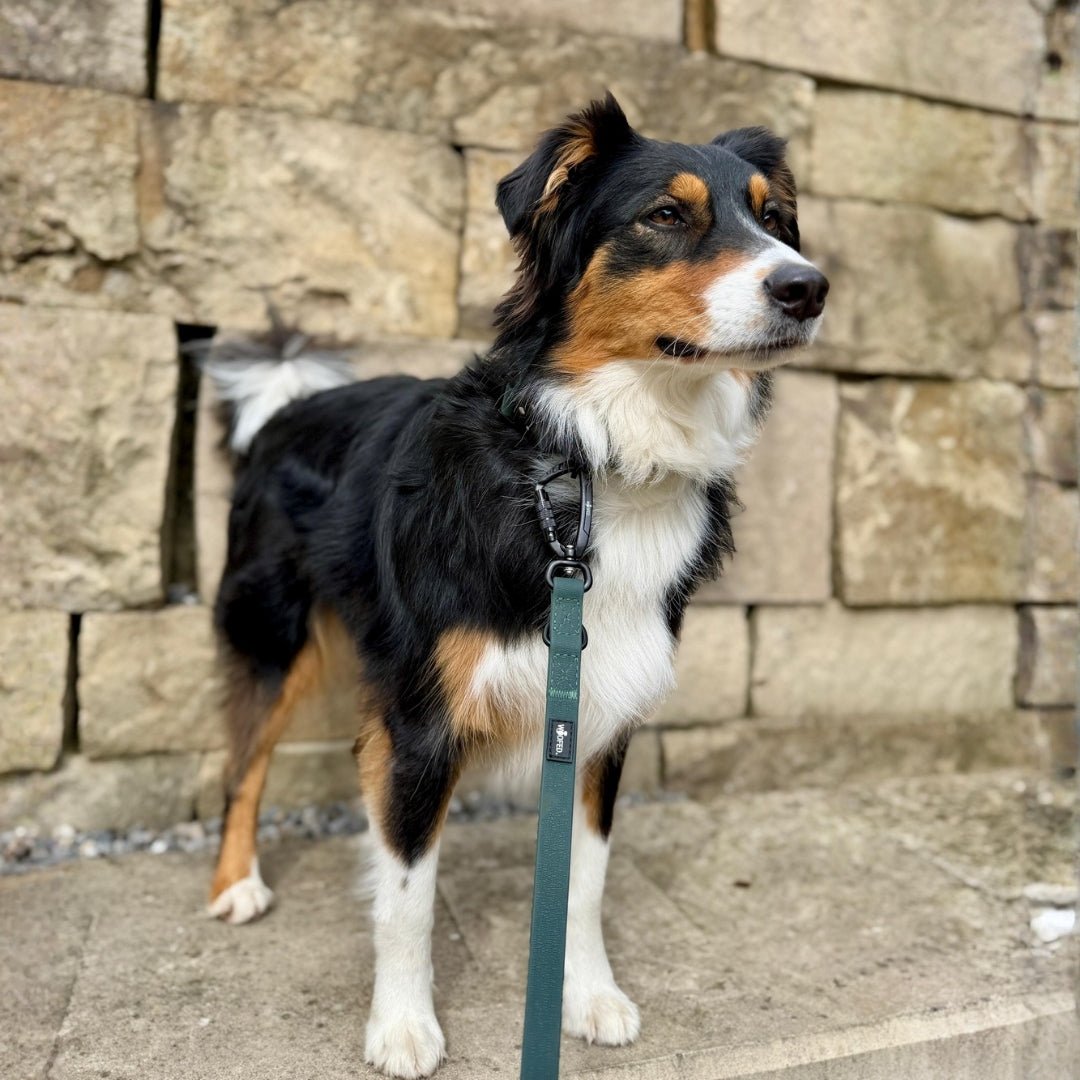 Dreifarbiger Hund im Halbprofil vor Steinmauer, dunkelgrüne WOOFLEX Führleine mit schwarzem Twist-Lock-Karabiner sichtbar
