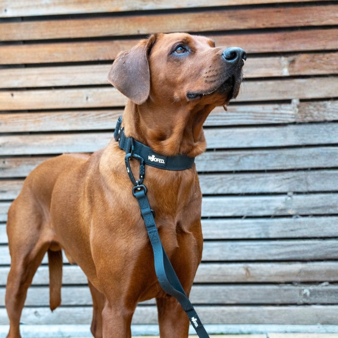 Brauner Hund, Dreiviertelansicht vor Holzwand, trägt schwarzes WOOFLEX® Phantom Black Halsband mit Leine