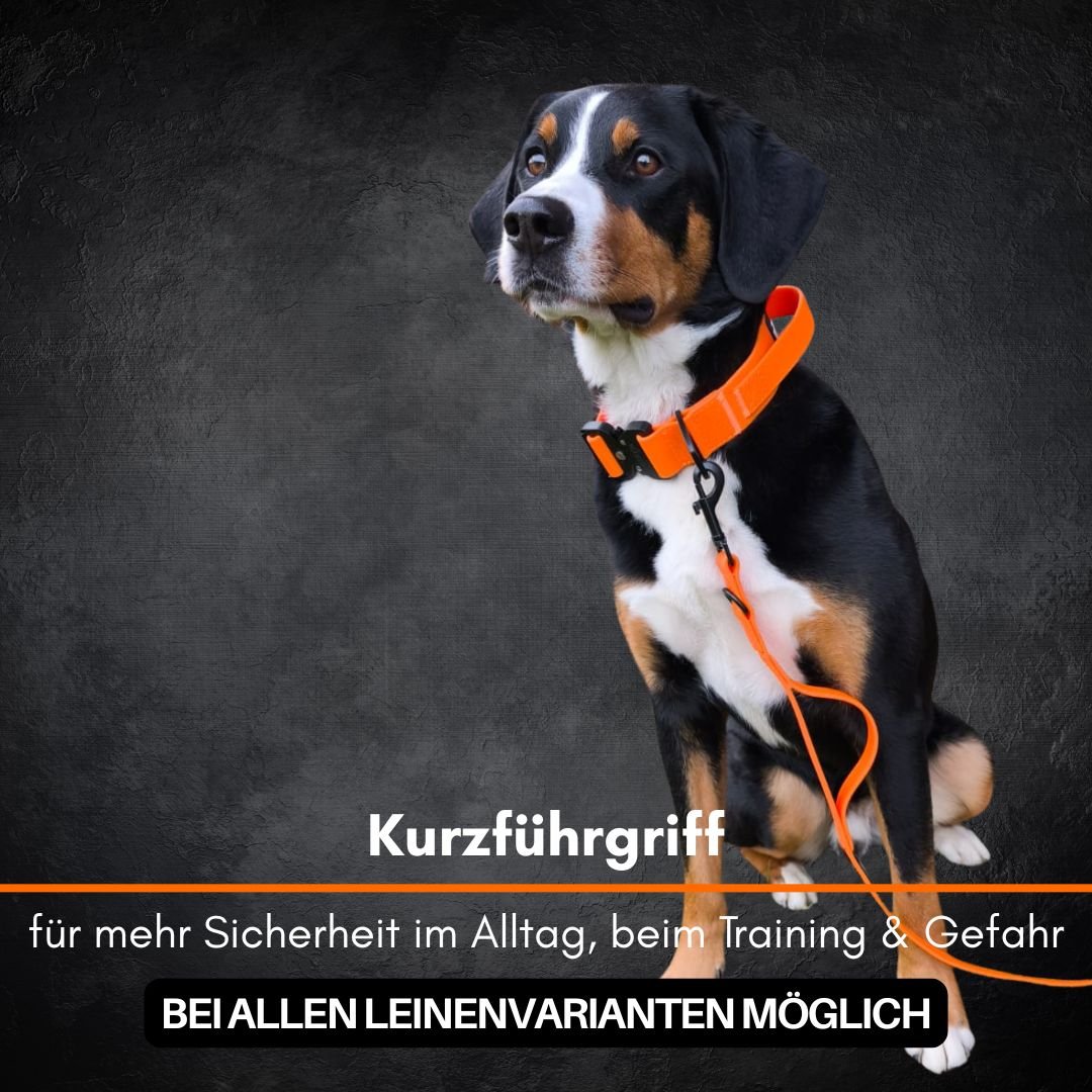 Dreifarbiger Hund sitzend mit WOOFLEX® Halsband‑Leinen‑Set Sunset Orange, Leine mit kurzem Führgriff, dreiviertel Profil