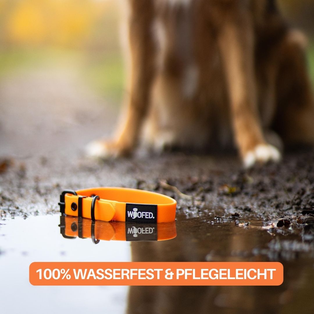 Orange Halsband mit schwarzer Schnalle und WOOFED-Label in Pfütze gespiegelt, unscharfe Hundepfoten im Hintergrund