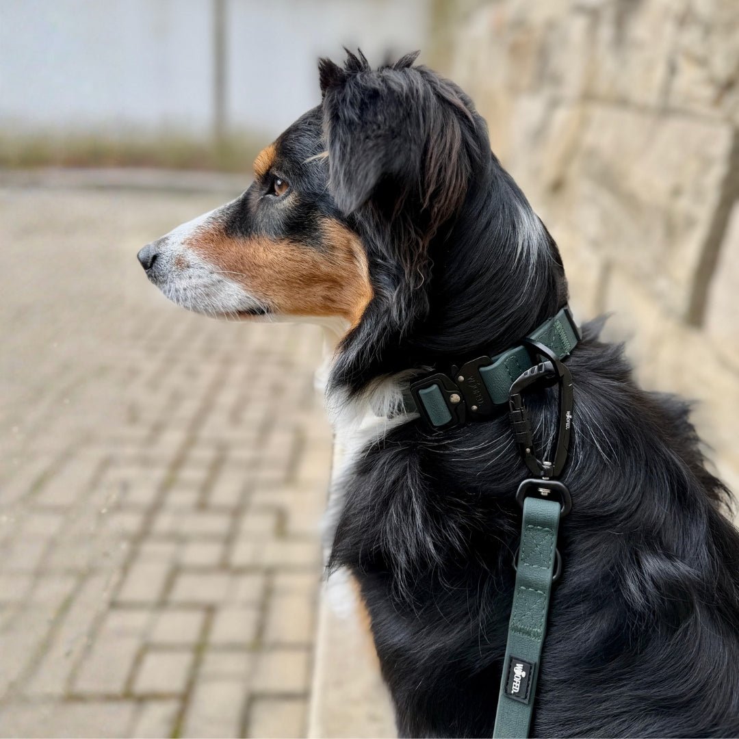 Seitansicht eines Hundes mit dunkelgrüner, verstellbarer WOOFLEX-Führleine und schwarzem Karabiner