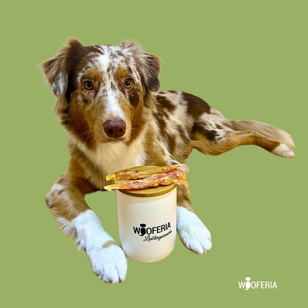 Braun-weiß gescheckter Hund vor grünem Hintergrund, weiße Dose mit WOOFERIA-Logo und Hühnerbrustfilet Soft auf dem Deckel.