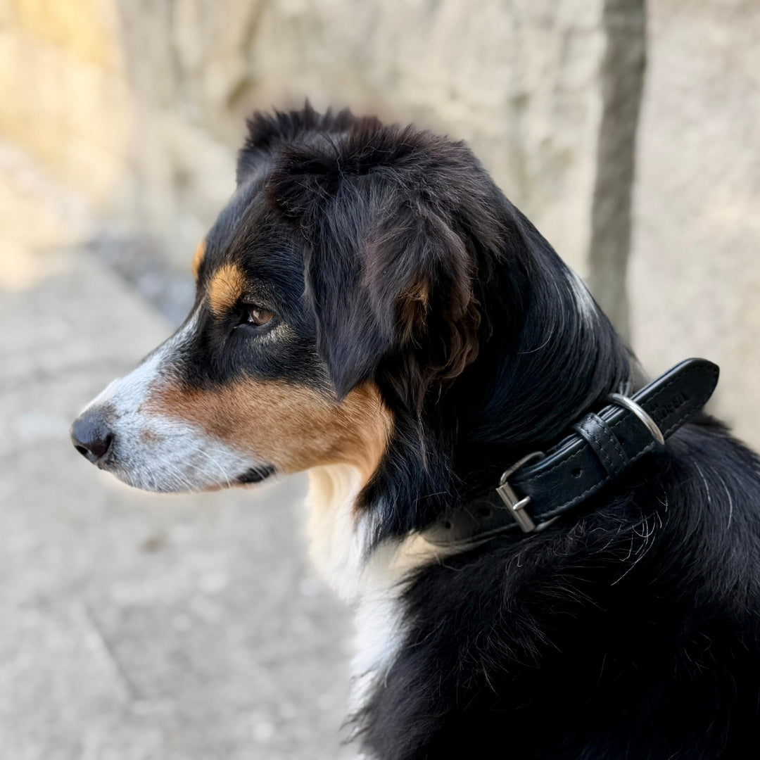 Stylisches Lederhalsband an Australian Shepherd in Schwarz