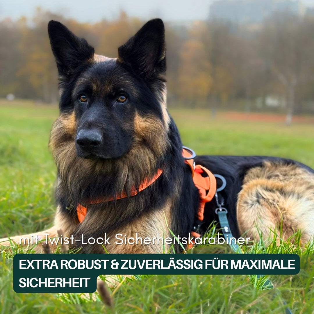 Großer schwarz-brauner Langhaushund liegt im Gras, orangenes Geschirr mit dunkelgrüner Schleppleine und Twist‑Lock‑Karabiner