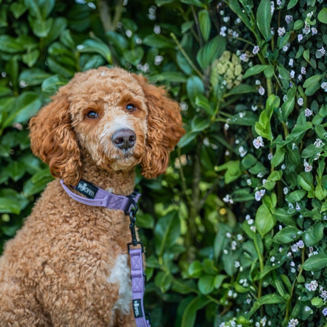 Lockiger rotbrauner Hund seitlich mit fliederfarbenem Halsband und Leine vor grüner Hecke mit kleinen Blüten