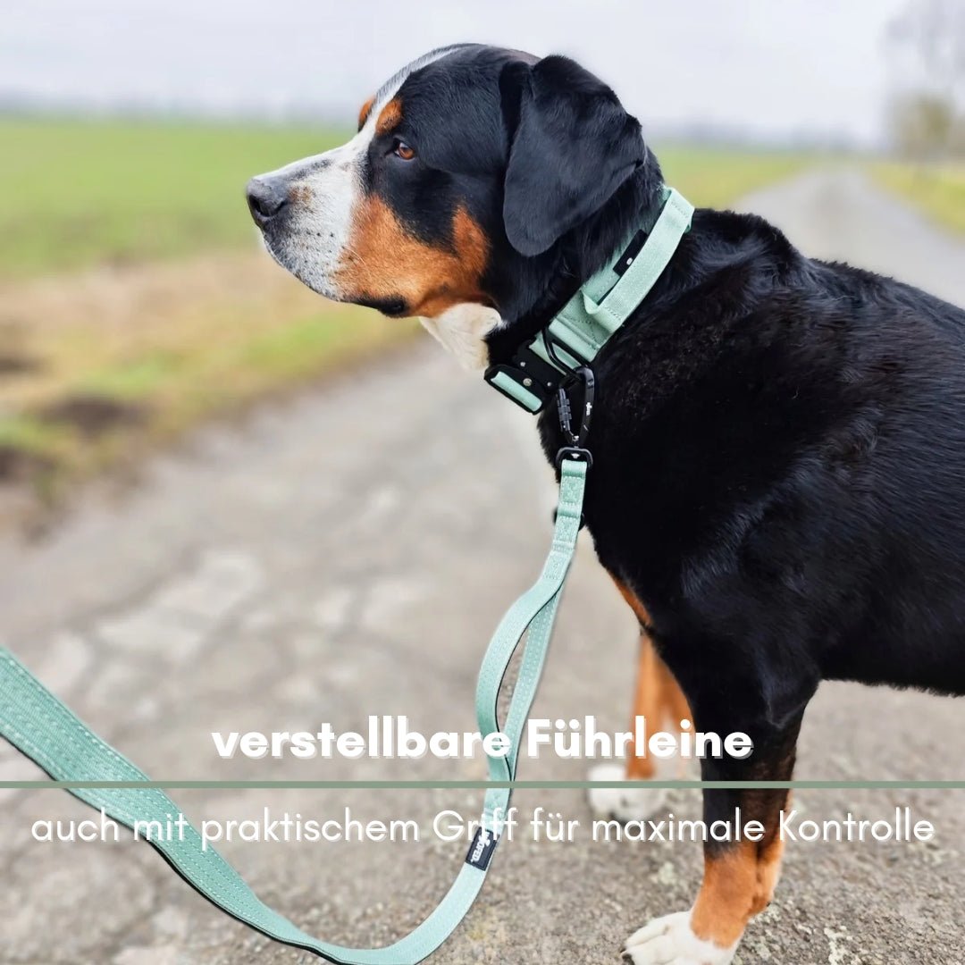 Seitenansicht eines Hundes mit salbeigrüner, verstellbarer Führleine und Kurzgriff, schwarzem Karabiner auf Feldweg