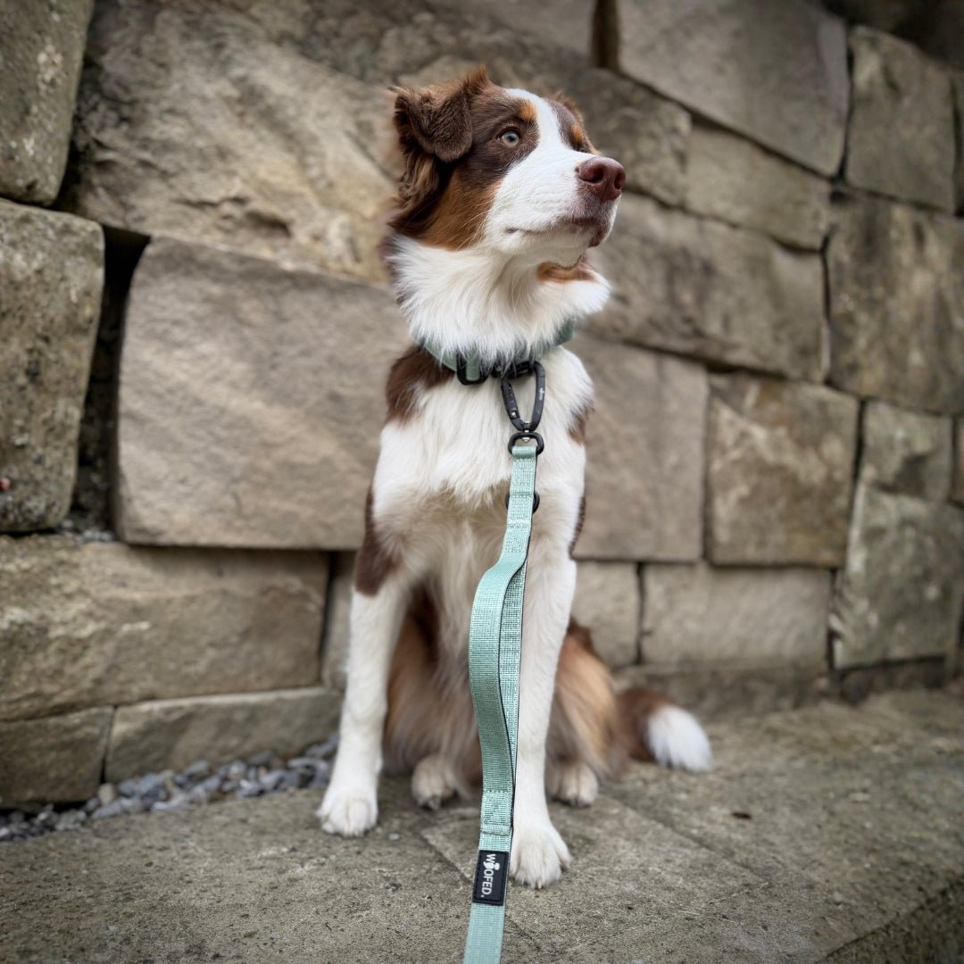 Hund sitzt vor Steinmauer, sichtbare sage-grüne Führleine mit schwarzem Karabiner und WOOFED-Label, frontale Ansicht
