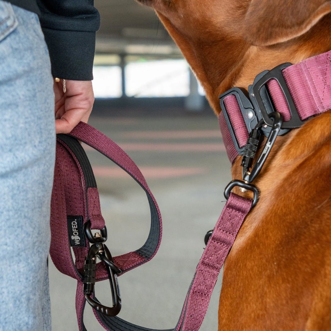 Nylon Tactical Halsband Bordeaux - ultraleicht - WOOFED.