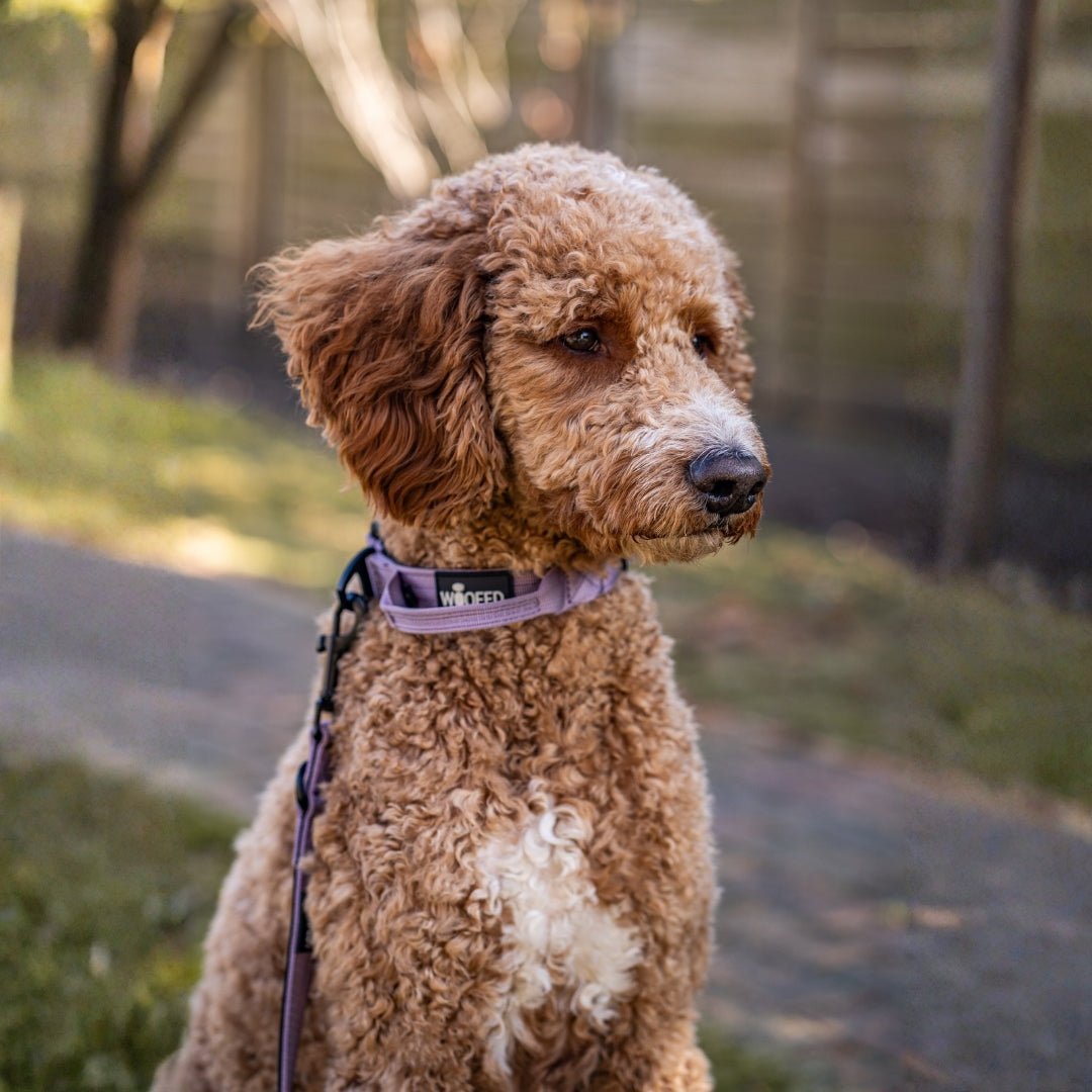 Lockiger brauner Hund, seitliche Ansicht, trägt lilafarbene Nylon-Führleine mit WOOFED-Label