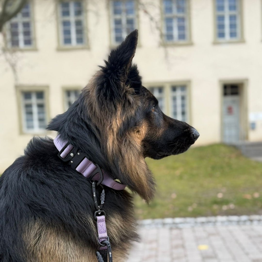 Nylon Tactical Halsband Lilac - ultraleicht - WOOFED.