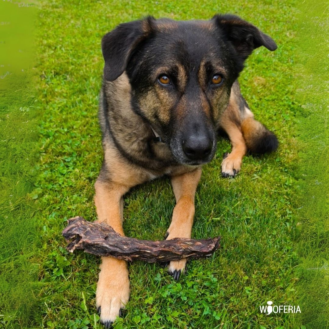 Ganzer brauner Rehhals, länglich, zwischen den Vorderpfoten eines liegenden Hundes auf grünem Rasen