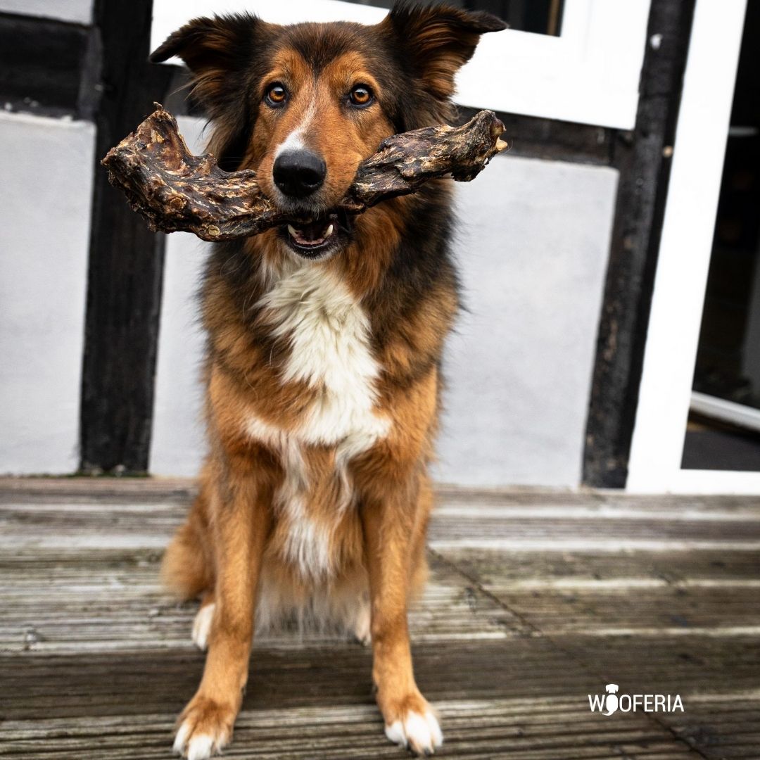 Brauner Hund frontal auf Holzstufen sitzend, mit ganzem dunklem Rehhals im Maul