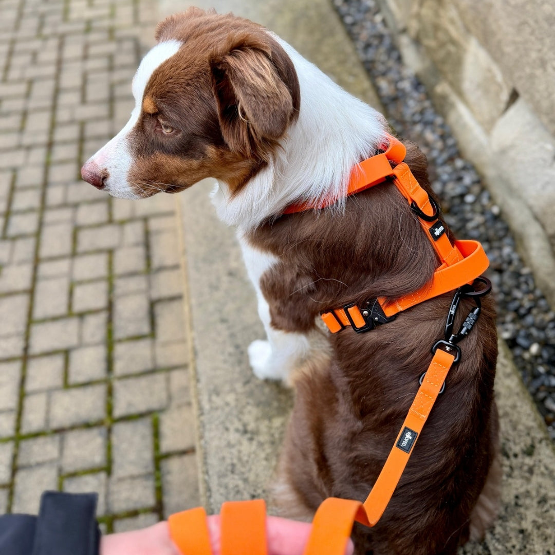 Seitliche Nahaufnahme eines braun-weißen Hundes mit leuchtend orangefarbener, verstellbarer Führleine (Sunset Orange) und sch